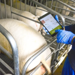 Deja de Llevar tu Producción de Lechones en Libretas: Conoce el Sistema que ya Está en Uso Real